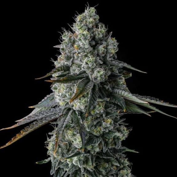 Chem 51 Feminized Seeds-COM-CH51-FEM