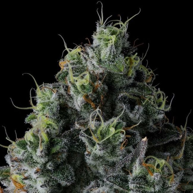 Chem 51 Feminized Seeds-COM-CH51-FEM