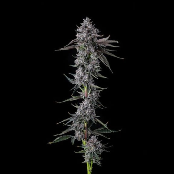 Chrome Dome Feminized Seeds-COM-CHDO-FEM
