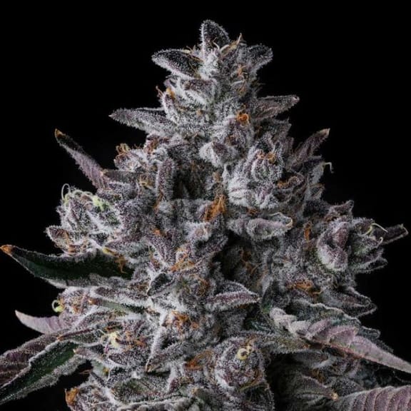 Chrome Dome Feminized Seeds-COM-CHDO-FEM