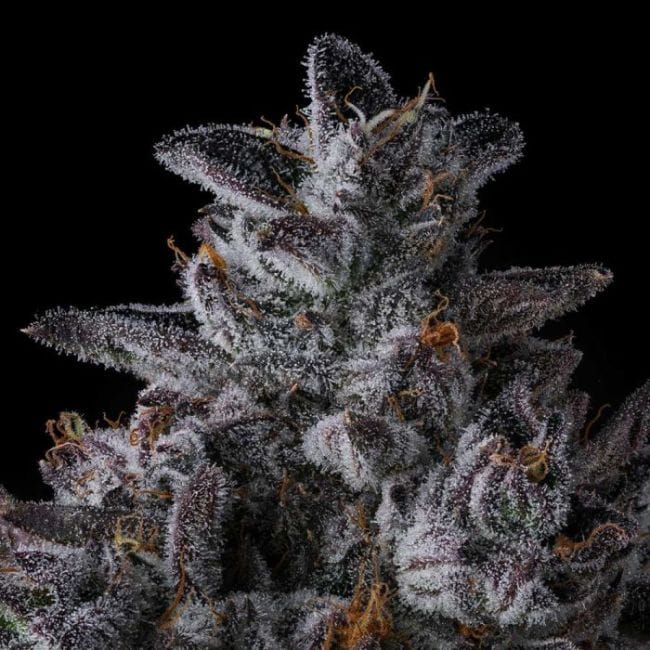 Chrome Dome Feminized Seeds-COM-CHDO-FEM