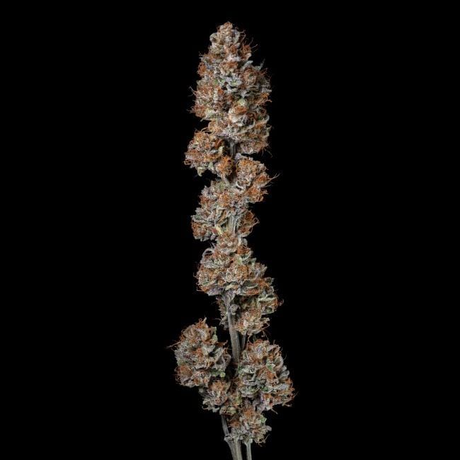 Guava Root GMO феминизирани семена-SMAN-GRGMO-FEM