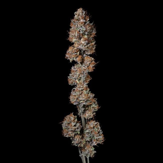 Guava Root GMO феминизирани семена-SMAN-GRGMO-FEM