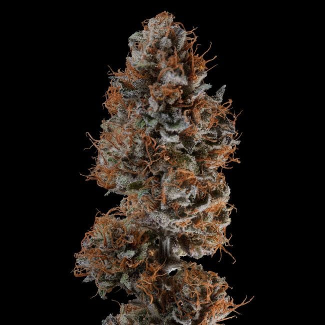 Guava Root GMO Feminised Seeds-SMAN-GRGMO-FEM