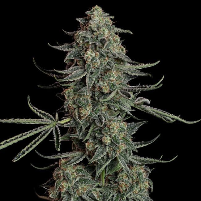 Blue Dream Auto Feminised Seeds-SMAN-BLDR-AUTO-FEM