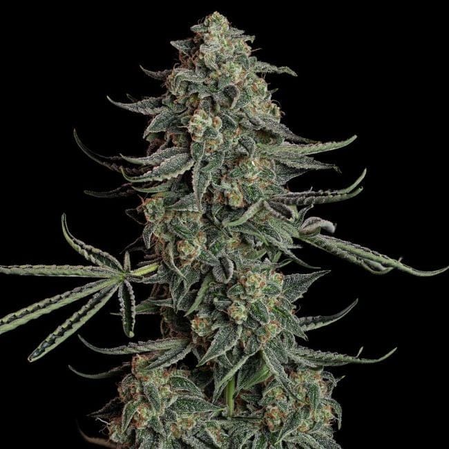 Blue Dream Auto Feminised Seeds-SMAN-BLDR-AUTO-FEM