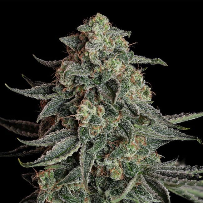 Blue Dream Auto Feminised Seeds-SMAN-BLDR-AUTO-FEM