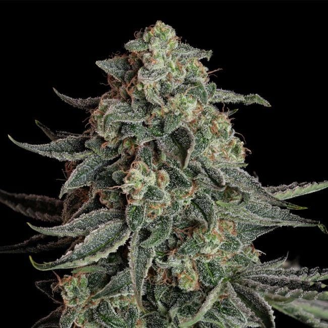 Blue Dream Auto Feminised Seeds-SMAN-BLDR-AUTO-FEM