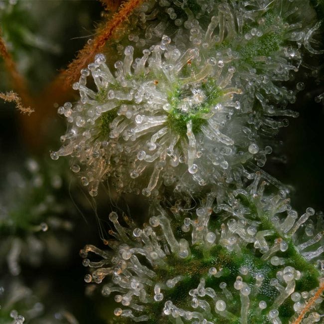 Blue Dream Auto Feminised Seeds-SMAN-BLDR-AUTO-FEM