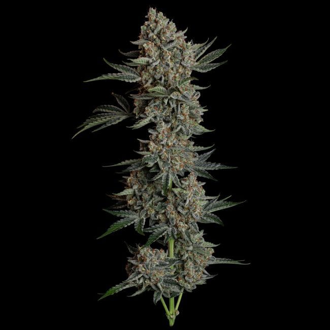 Gelato 41 BX Auto Feminizada Semillas-SMAN-GE41BX-AUTO-FEM