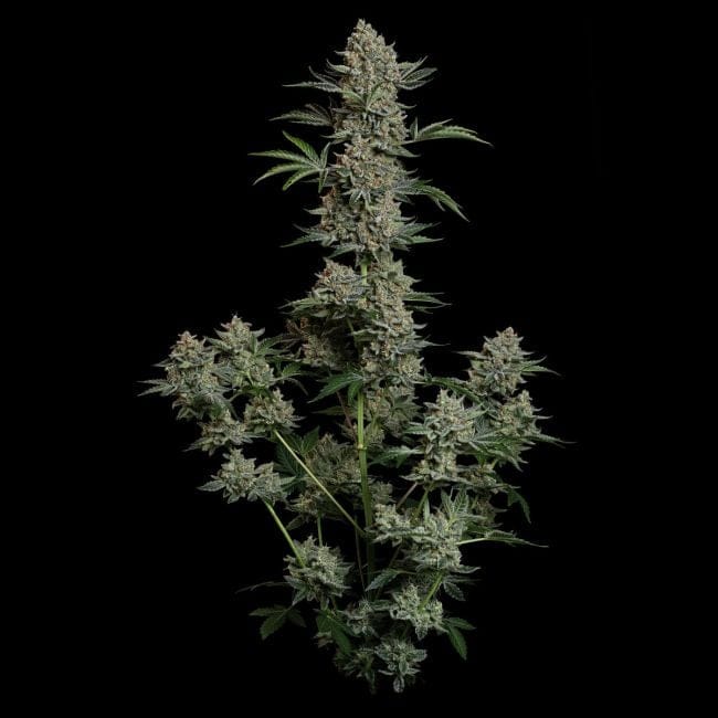 Gelato 41 BX Auto феминизирани семена-SMAN-GE41BX-AUTO-FEM