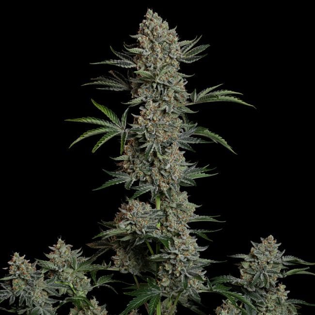Gelato 41 BX Auto феминизирани семена-SMAN-GE41BX-AUTO-FEM