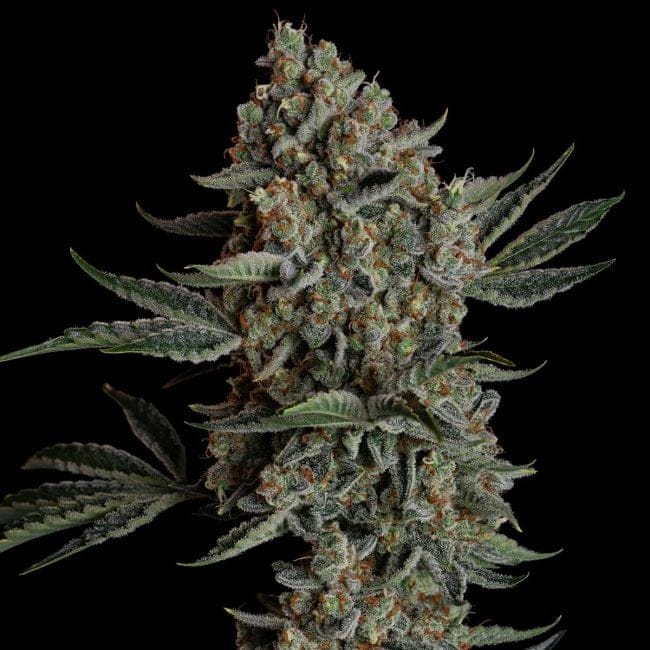 Gelato 41 BX Auto Feminised Seeds-SMAN-GE41BX-AUTO-FEM