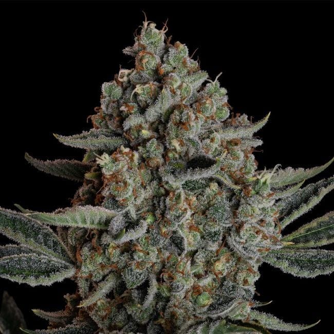 Gelato 41 BX Auto Feminised Seeds-SMAN-GE41BX-AUTO-FEM