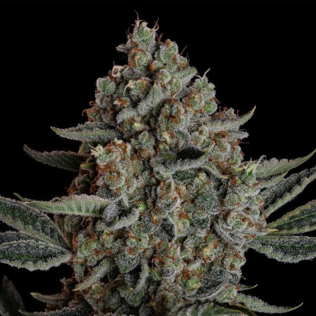 Gelato 41 BX Auto феминизирани семена-SMAN-GE41BX-AUTO-FEM
