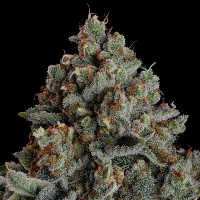 Gelato 41 BX Auto феминизирани семена-SMAN-GE41BX-AUTO-FEM