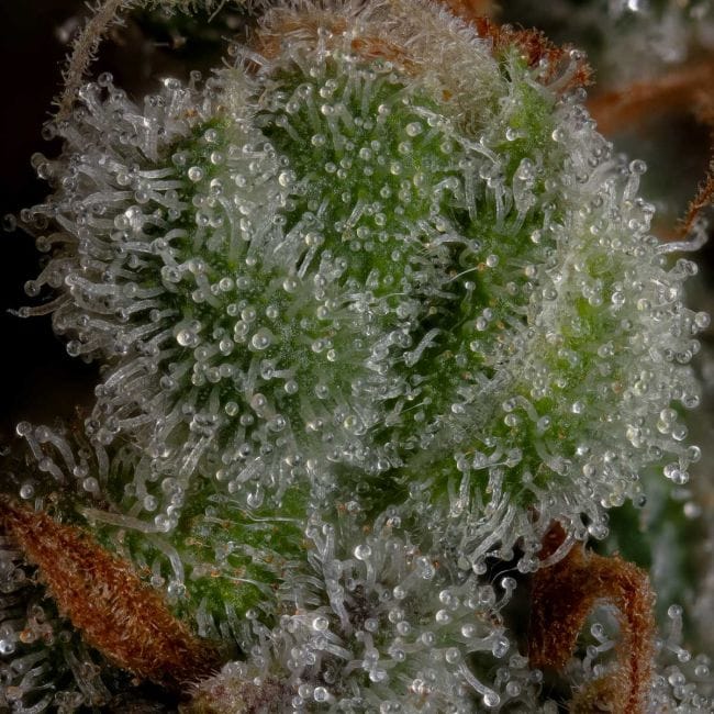 Gelato 41 BX Auto Feminised Seeds-SMAN-GE41BX-AUTO-FEM