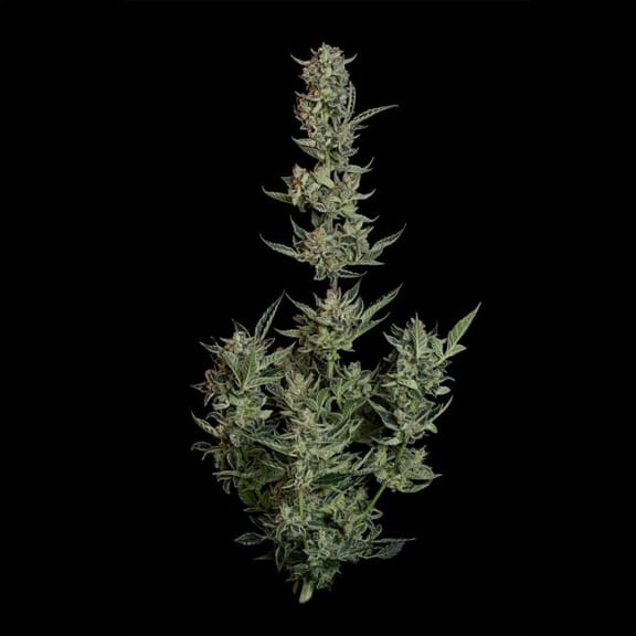 Wedding Cake Auto Feminised Seeds-SMAN-WECA-AUTO-FEM