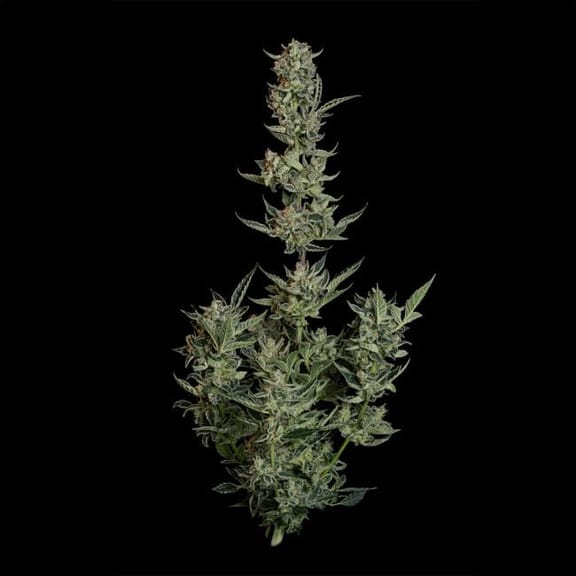 Wedding Cake Auto Feminised Seeds-SMAN-WECA-AUTO-FEM