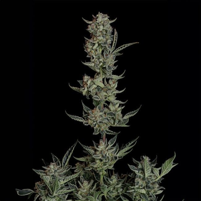 Wedding Cake Auto Feminised Seeds-SMAN-WECA-AUTO-FEM