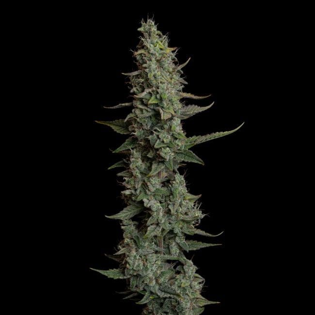 Wedding Cake Auto Feminised Seeds-SMAN-WECA-AUTO-FEM