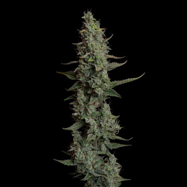 Wedding Cake Auto Feminised Seeds-SMAN-WECA-AUTO-FEM