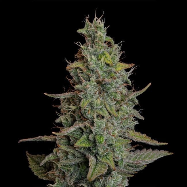 Wedding Cake Auto Feminised Seeds-SMAN-WECA-AUTO-FEM