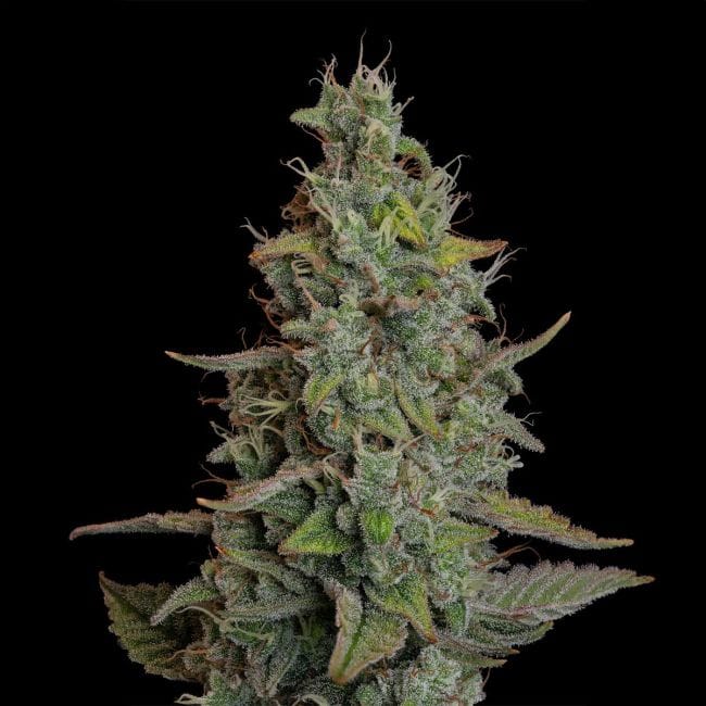 Wedding Cake Auto Feminised Seeds-SMAN-WECA-AUTO-FEM