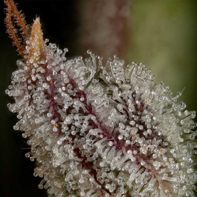 Wedding Cake Auto Feminised Seeds-SMAN-WECA-AUTO-FEM
