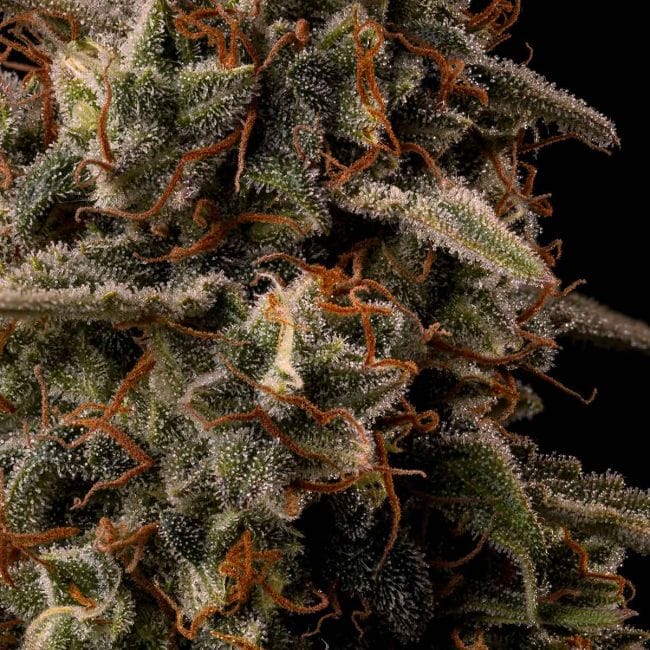Ice Dream Cake Fast Feminised Seeds-SMAN-ICDC-FAST-FEM