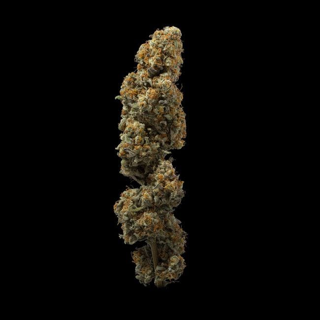 Ice Dream Cake Rápido Feminizada Sementes-SMAN-ICDC-FAST-FEM