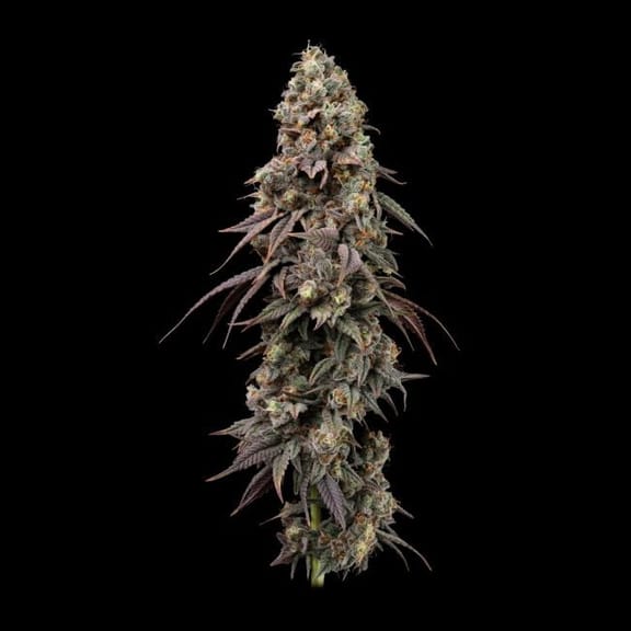 Jealousy Fast Feminised Seeds-SMAN-JEAL-FAST-FEM