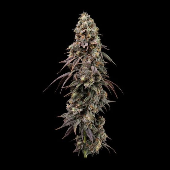 Jealousy Fast Feminized Seeds-SMAN-JEAL-FAST-FEM