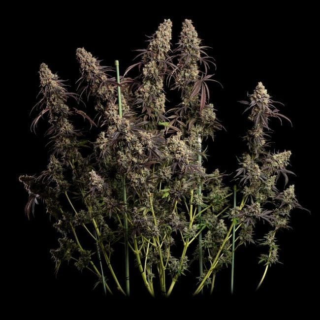 Jealousy Fast Feminised Seeds-SMAN-JEAL-FAST-FEM