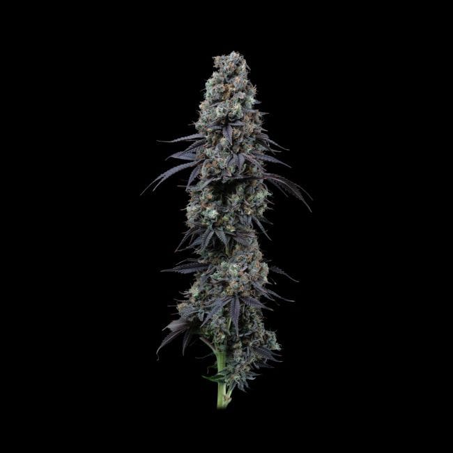 Jealousy Fast Feminised Seeds-SMAN-JEAL-FAST-FEM