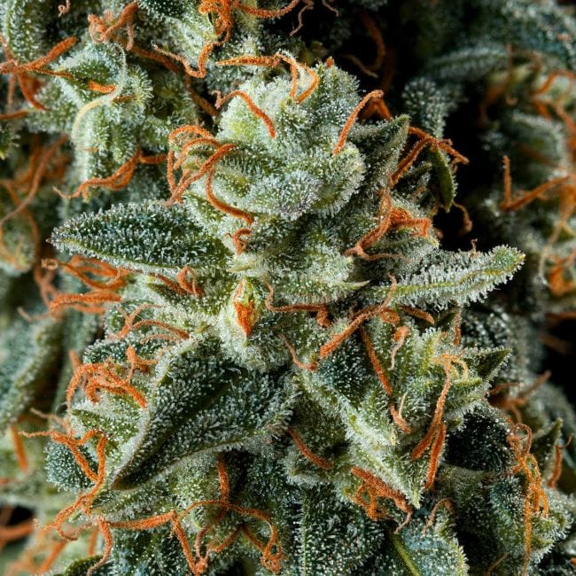 Jealousy Fast Feminised Seeds-SMAN-JEAL-FAST-FEM