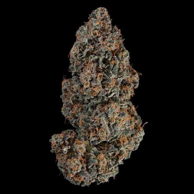 Blue Dream Auto Feminised Seeds-SMAN-BLDR-AUTO-FEM