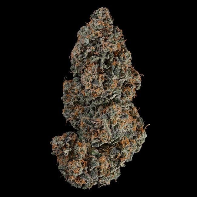 Blue Dream Auto Feminised Seeds-SMAN-BLDR-AUTO-FEM