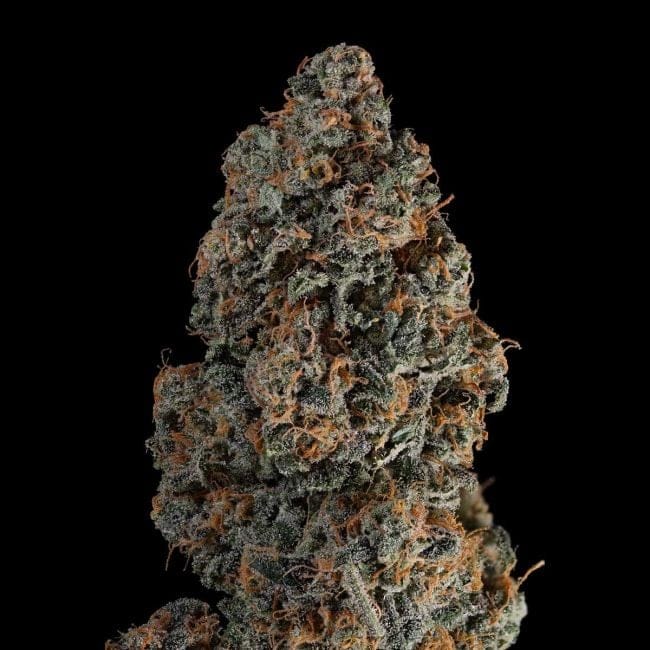 Blue Dream Auto Feminised Seeds-SMAN-BLDR-AUTO-FEM