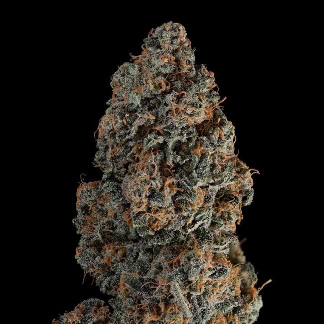 Blue Dream Auto феминизирани семена-SMAN-BLDR-AUTO-FEM