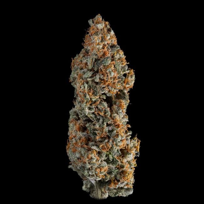 Gelato 41 BX Auto феминизирани семена-SMAN-GE41BX-AUTO-FEM