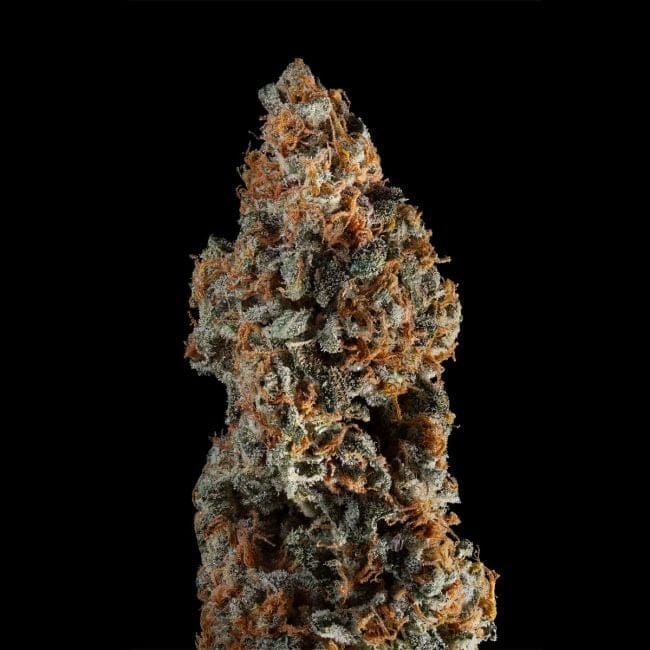 Gelato 41 BX Auto Feminised Seeds-SMAN-GE41BX-AUTO-FEM