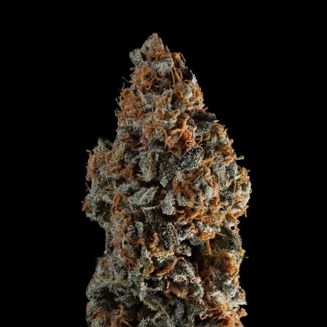 Gelato 41 BX Auto феминизирани семена-SMAN-GE41BX-AUTO-FEM
