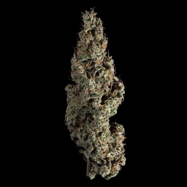 Wedding Cake Auto Feminised Seeds-SMAN-WECA-AUTO-FEM