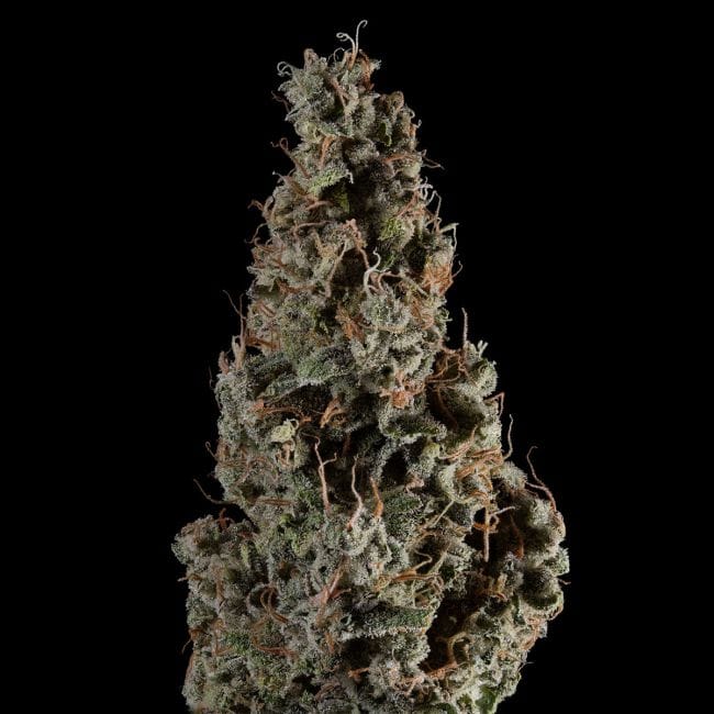Wedding Cake Auto Feminised Seeds-SMAN-WECA-AUTO-FEM
