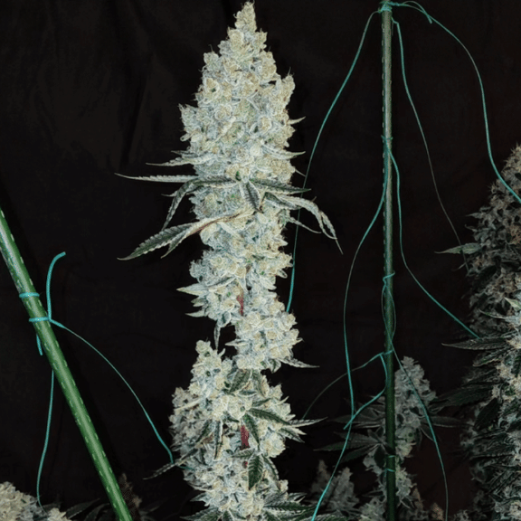 Lemon Cherry Pie R1 Feminisiert Saatgut-ETHO-LCPR1-FEM