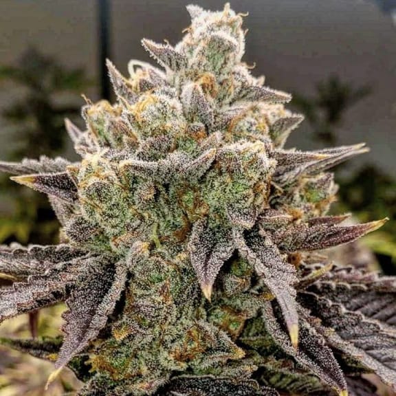 Bubble Gummy Auto Feminised Seeds -ETHO-BUGU-AUTO-FEM
