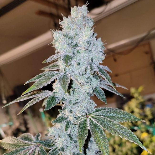 Voila Auto RBX5 Feminised Seeds-ETHO-VOIL-AUTO-FEM