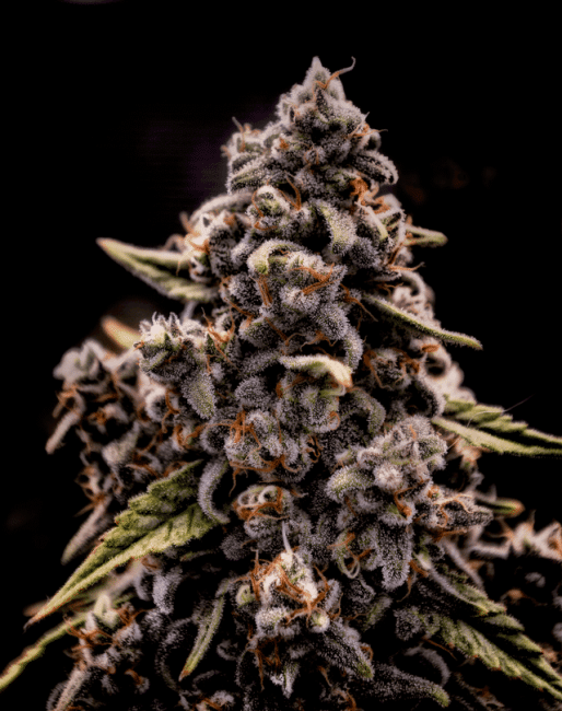 Genius Juice Feminised Seeds-BGS-GEJU-FEM