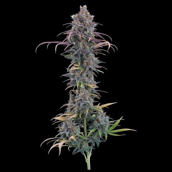 Cinderella Purple Feminised Seeds-BGS-CIPU-FEM